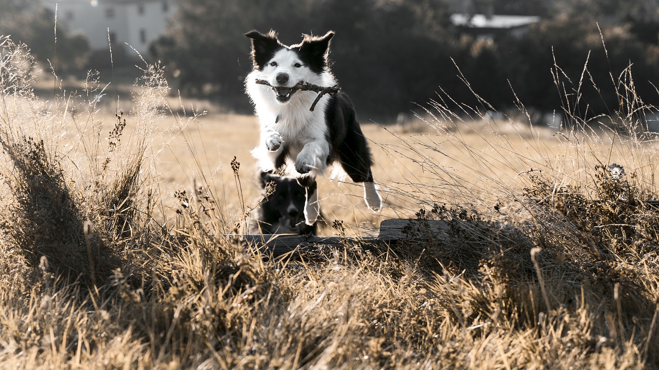 jumping, dog, bordercollie