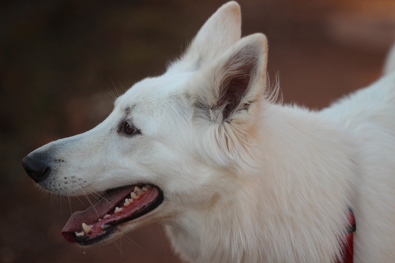 white shepherd, dog, animal portrait